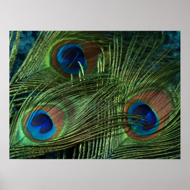 Grönt Peacock Feather Poster (Framsidan)