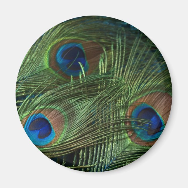 Grönt Peacock Feathers Magnet (Framsidan)