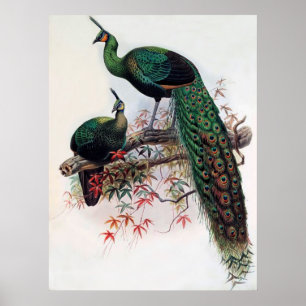 Grönt Peafowl, Pavo muticus, 1872 monograph of Pha Poster