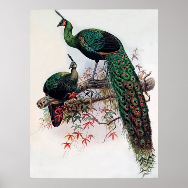 Grönt Peafowl, Pavo muticus, 1872 monograph of Pha Poster (Framsidan)