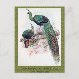 Grönt Peafowl, Pavo muticus, 1872 monograph of Pha Vykort