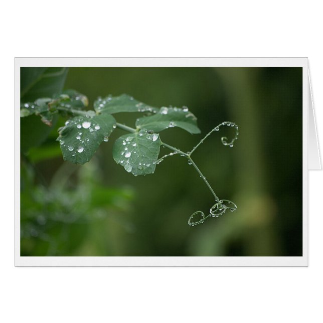 Grönt Pea's Tårar Card Hälsningskort (Framsidan Horizontal)