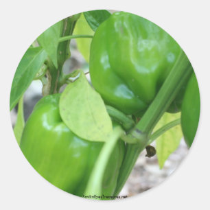 Grönt Peppers Garden Nature Photo Sticker Label Runt Klistermärke