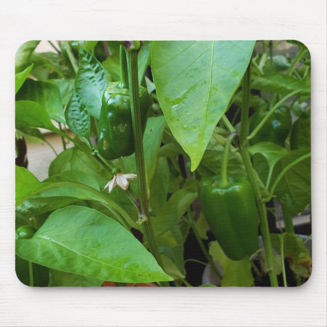 Grönt Peppers Musmatta (Framsidan)