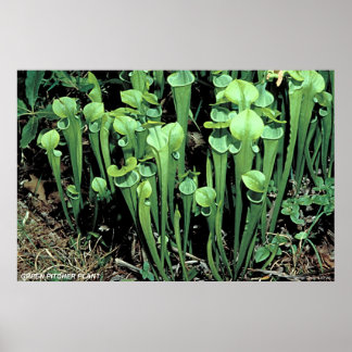 Grönt Pitcher Plant Poster