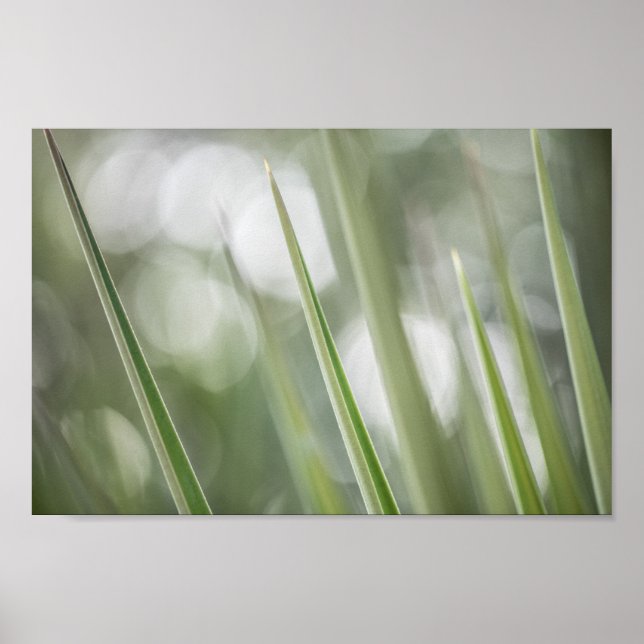 Grönt Plant Nature Photo Poster (Framsidan)