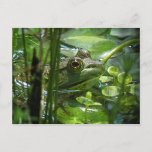 Grönt Pond Frog vykort