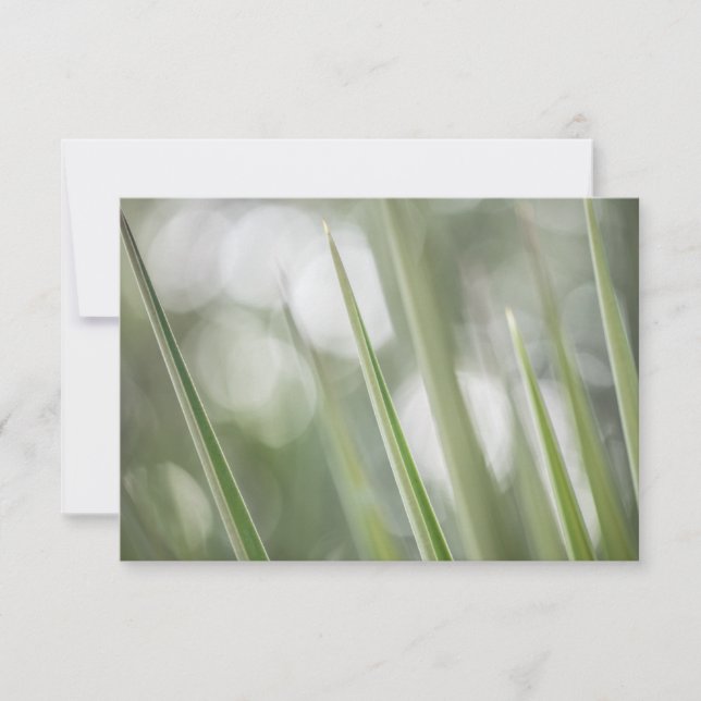 Grönt PoPlant Nature Photo (Framsida)