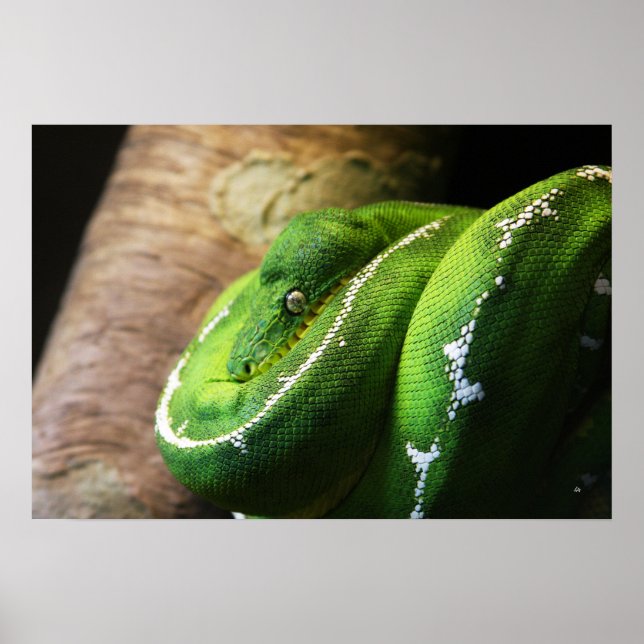 Grönt Poster (Framsidan)