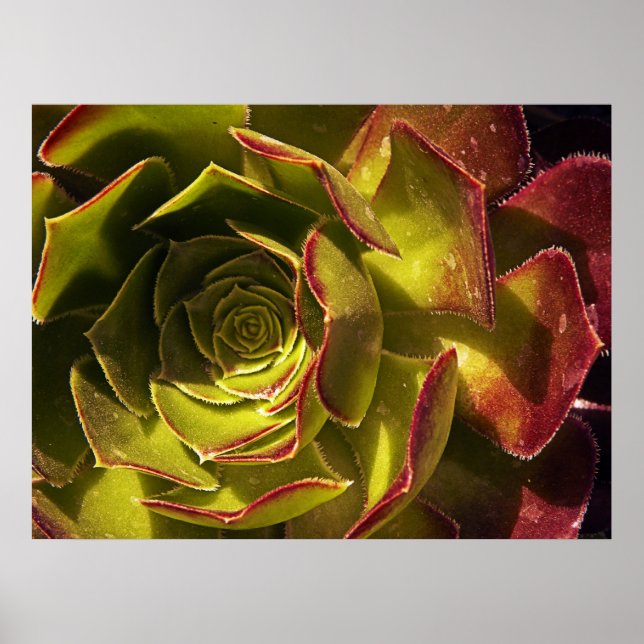 Grönt Poster (Framsidan)