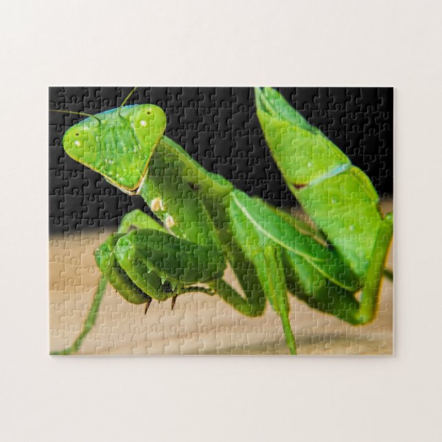 Grönt Praying Mantis Close Photo Puzzle Pussel (Horisontell)
