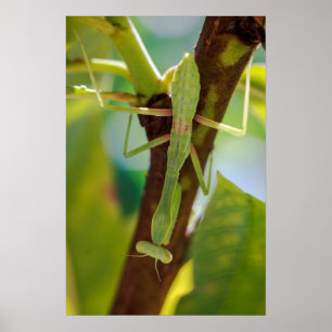 Grönt Praying Mantis Macro Photography Wall Art Poster