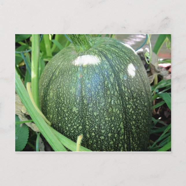 Grönt Pumpkin Vykort (Framsida)