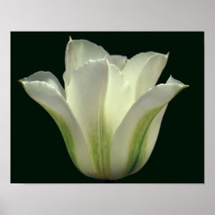 Grönt Randig vridning Flower Close Up Poster