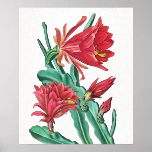 Grönt Red Blooming Cactus Poster (Framsidan)