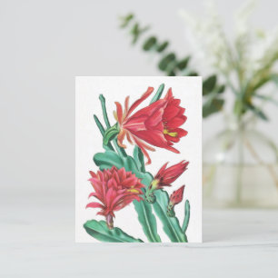 Grönt Red Blooming Cactus Vykort