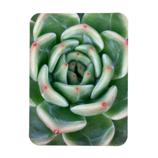 Grönt Red Tipping Succulent Magnet (Vertikal)