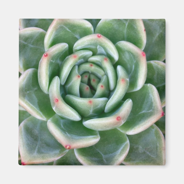 Grönt Red Tipping Succulent Magnet (Framsidan)