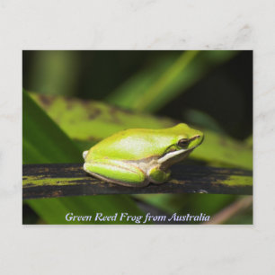 Grönt Reed Frog Vykort
