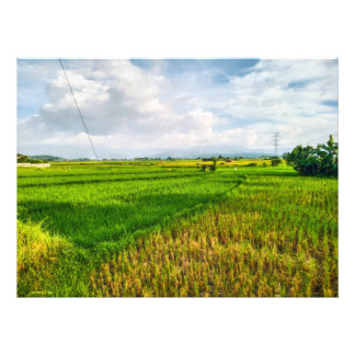 Grönt Ris Fält Farm Fototryck