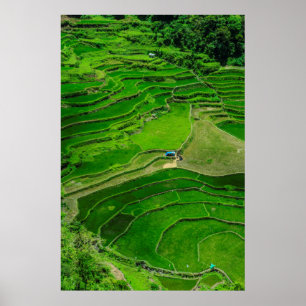 Grönt Ris Terraces, Filippinerna Poster