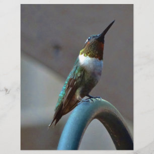 Grönt Ruby Little Hummingbird
