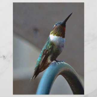 Grönt Ruby Little Hummingbird