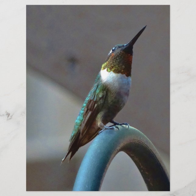 Grönt Ruby Little Hummingbird (Framsida)