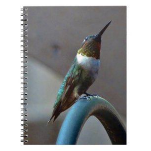 Grönt Ruby Little Hummingbird Anteckningsbok