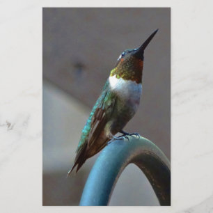 Grönt Ruby Little Hummingbird Brevpapper