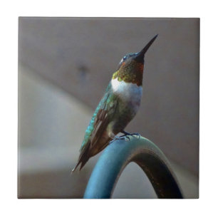 Grönt Ruby Little Hummingbird Kakelplatta