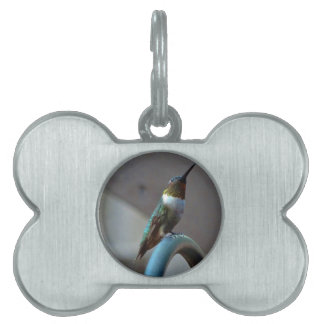 Grönt Ruby Little Hummingbird Namnbricka Husdjur