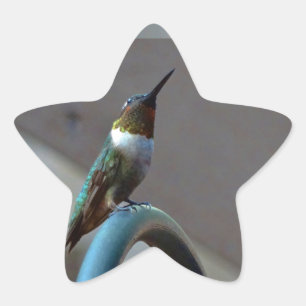 Grönt Ruby Little Hummingbird Stjärnformat Klistermärke
