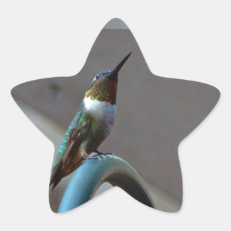 Grönt Ruby Little Hummingbird Stjärnformat Klistermärke