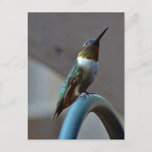 Grönt Ruby Little Hummingbird Vykort