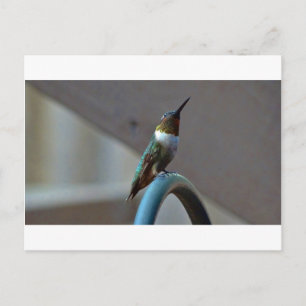 Grönt Ruby Little Hummingbird Vykort