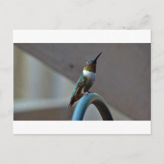 Grönt Ruby Little Hummingbird Vykort
