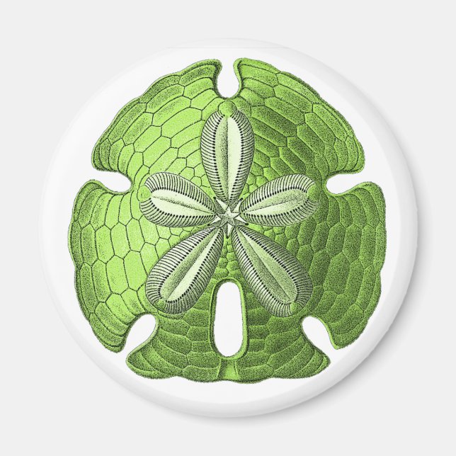 Grönt Sand Dollar Magnet (Framsidan)