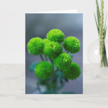 Grönt Santini Chrysanthemum Flowers