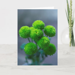 Grönt Santini Chrysanthemum Flowers Kort