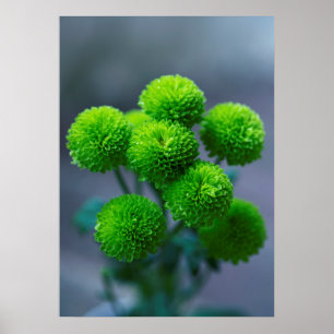Grönt Santini Chrysanthemum Flowers Poster