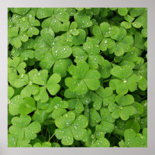 Grönt schamprock, tur: St. Patricks klöver Poster