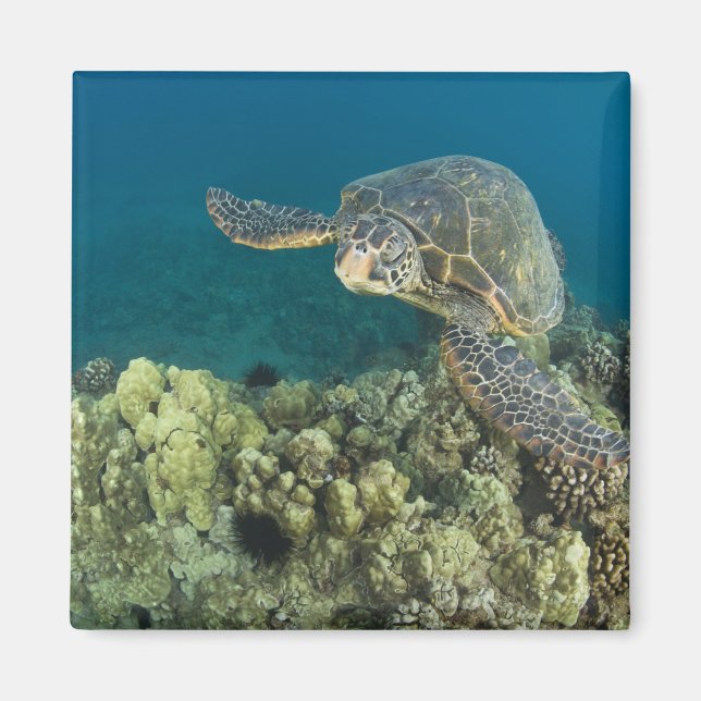 Grönt Sea Turtle (Chelonia mydas) är de två Magnet (Framsidan)