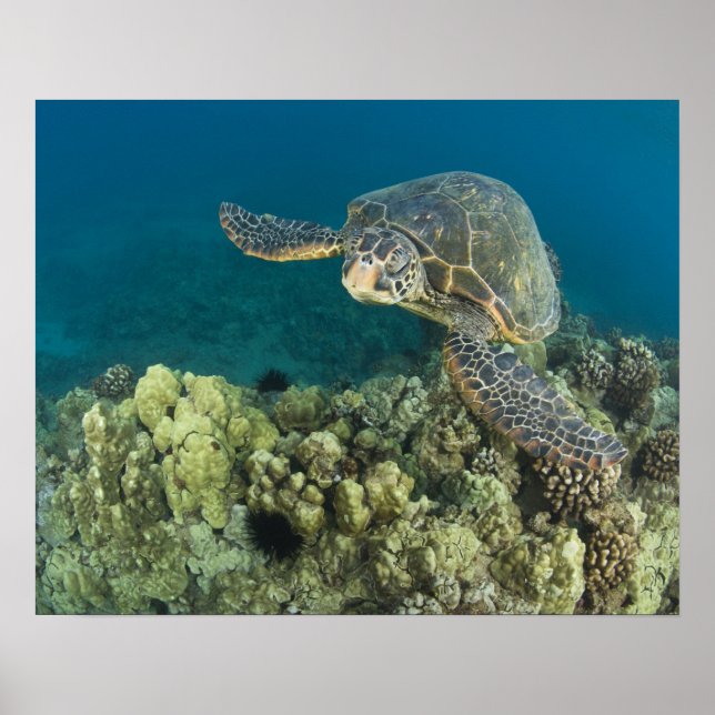 Grönt Sea Turtle (Chelonia mydas) är de två Poster (Framsidan)