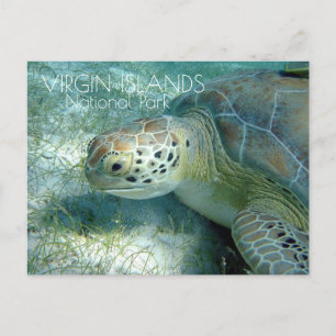 Grönt Sea Turtle Grazing, Virgin Islands NP Vykort