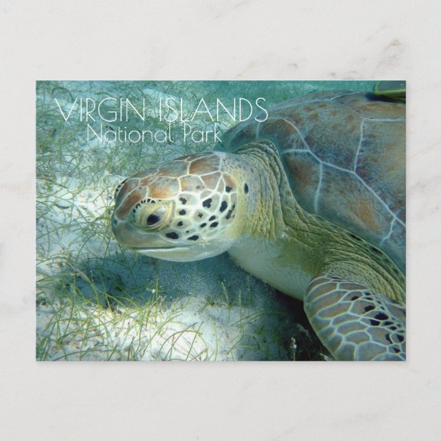 Grönt Sea Turtle Grazing, Virgin Islands NP Vykort (Framsida)