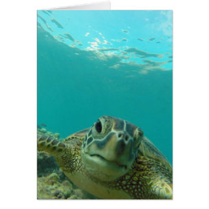 Grönt Sea Turtle Hälsningskort
