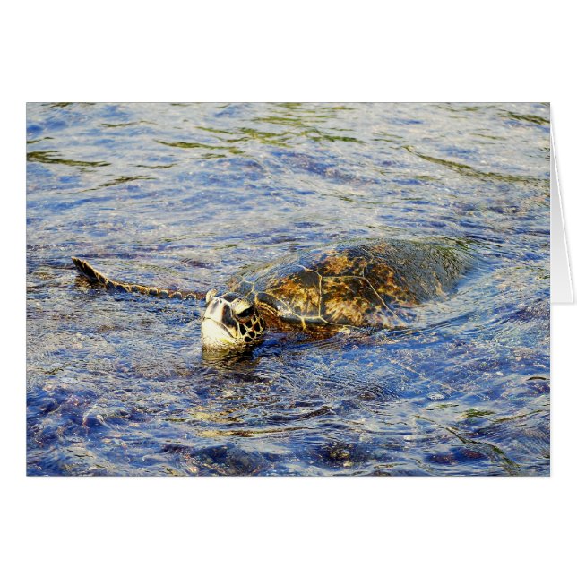 Grönt Sea Turtle, Hawaii, kort (Framsidan Horizontal)
