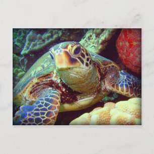GRÖNT SEA TURTLE HAWAII VYKORT