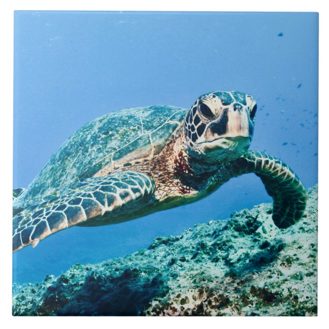 Grönt Sea Turtle Kakelplatta (Framsidan)